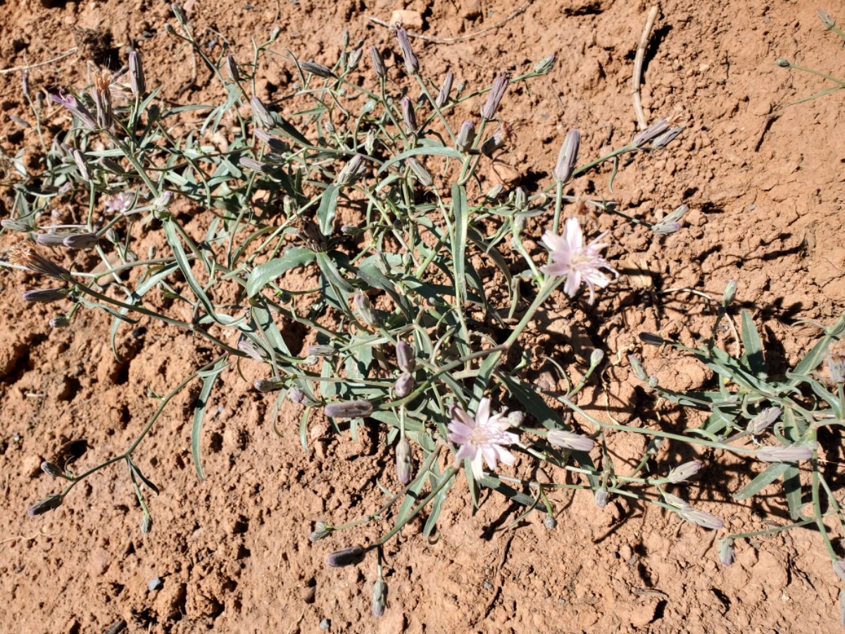 Stephanomeria lactucina