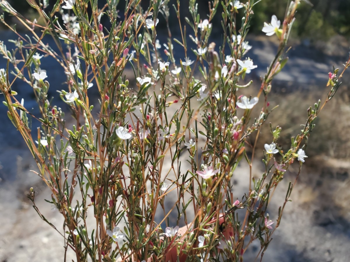 Gayophytum heterozygum