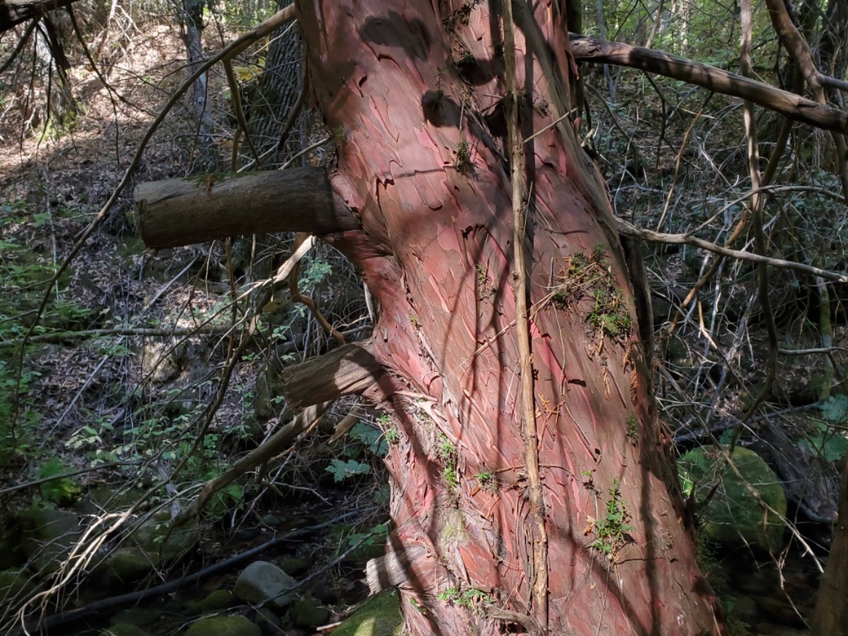 Torreya californica