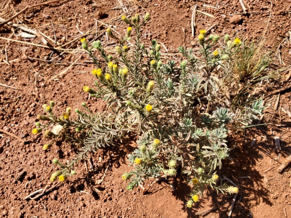 Erigeron petrophilus var. sierrensis