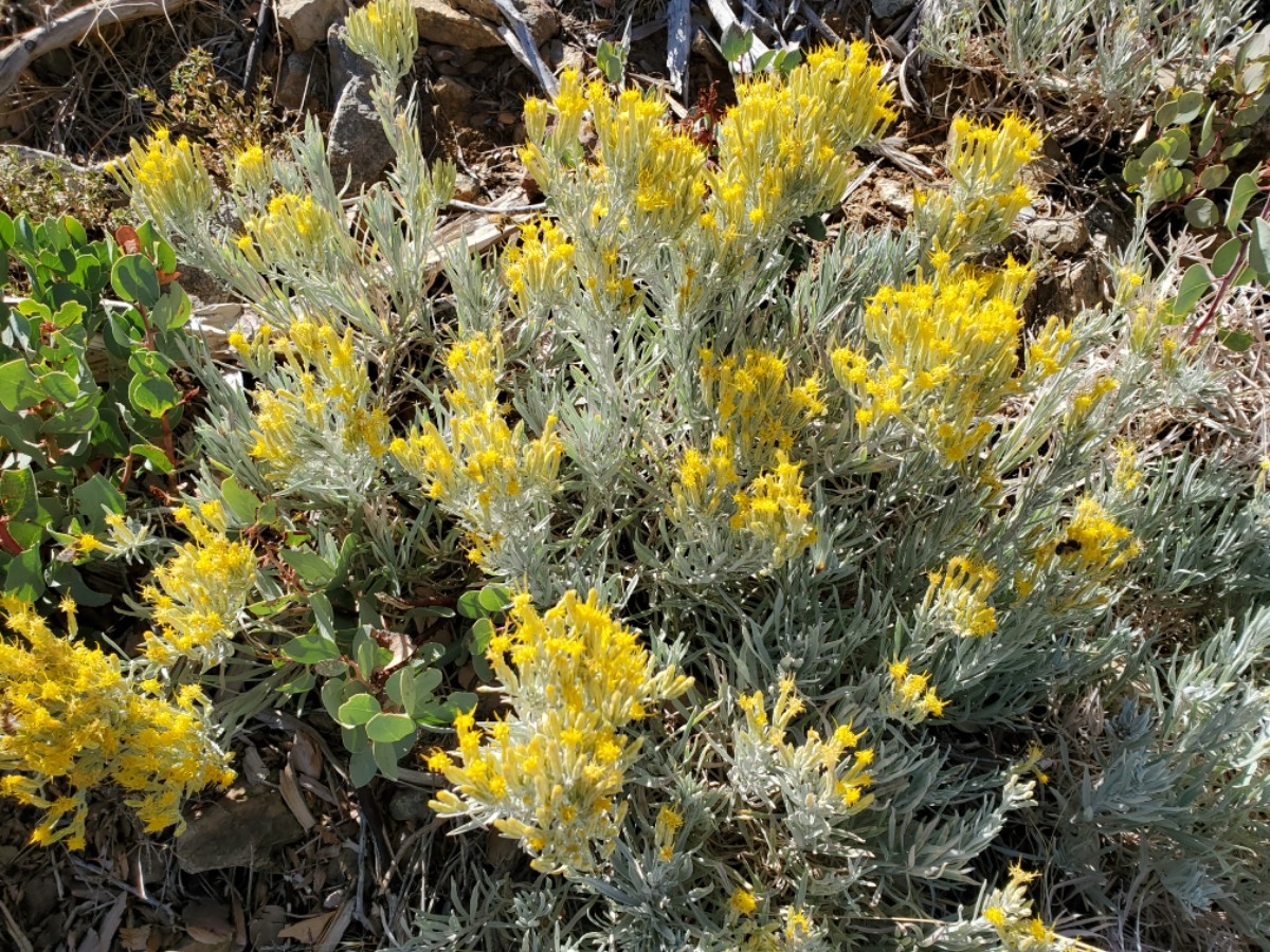 Ericameria nauseosa var. speciosa