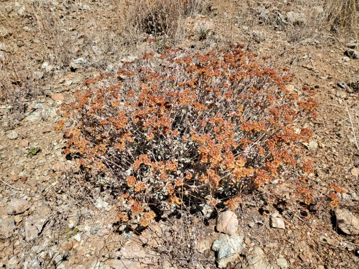 Eriogonum umbellatum var. ahartii