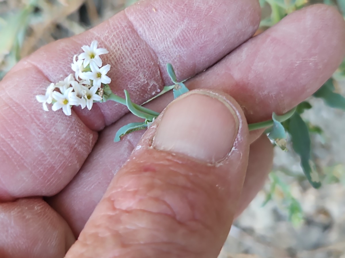 Heliotropium curassavicum var. oculatum