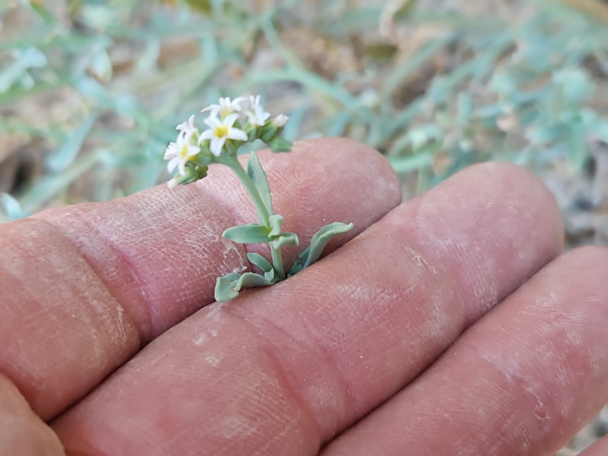 Heliotropium curassavicum var. oculatum