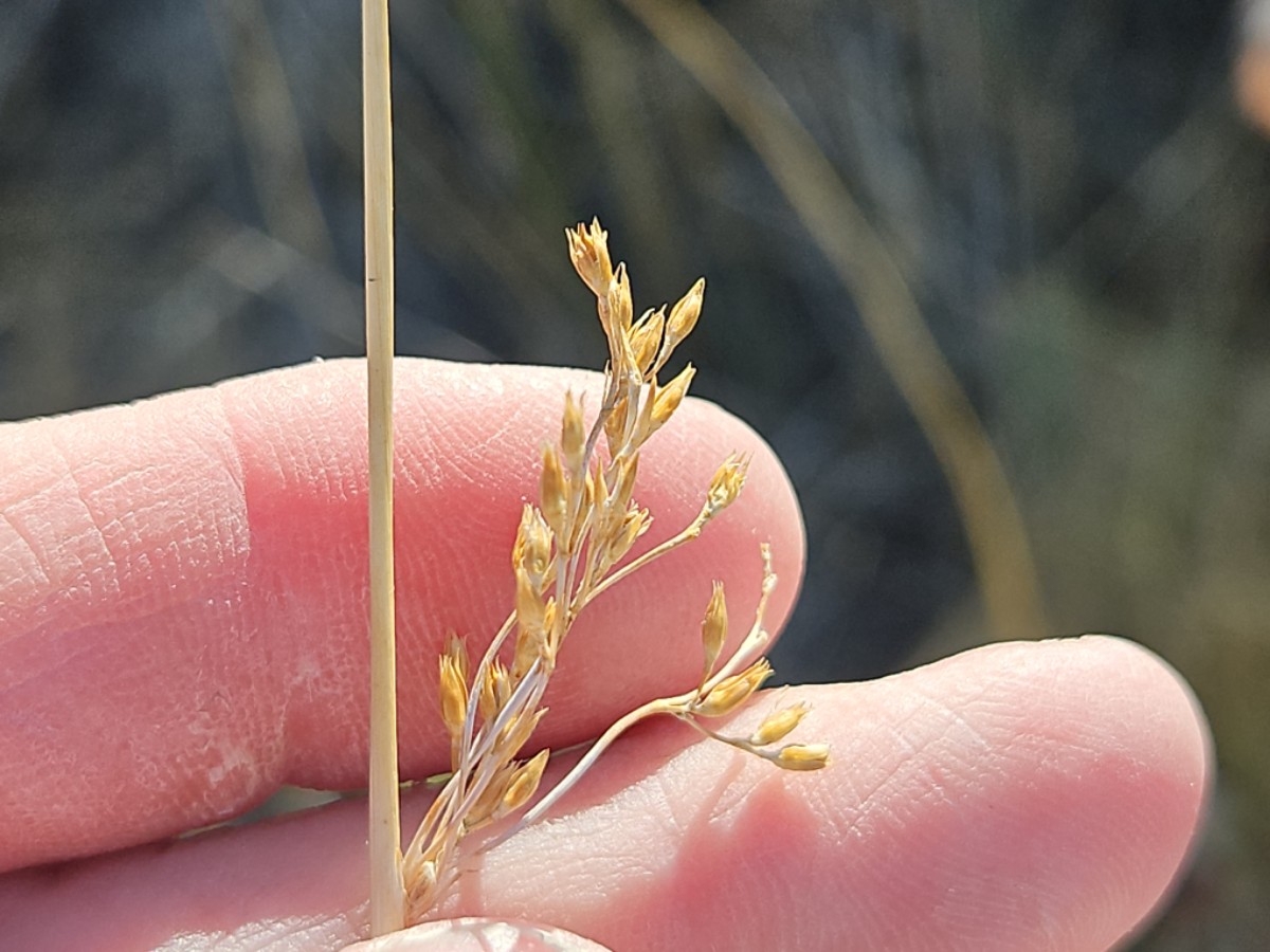 Juncus cooperi