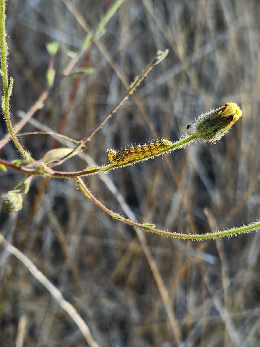 Madia elegans