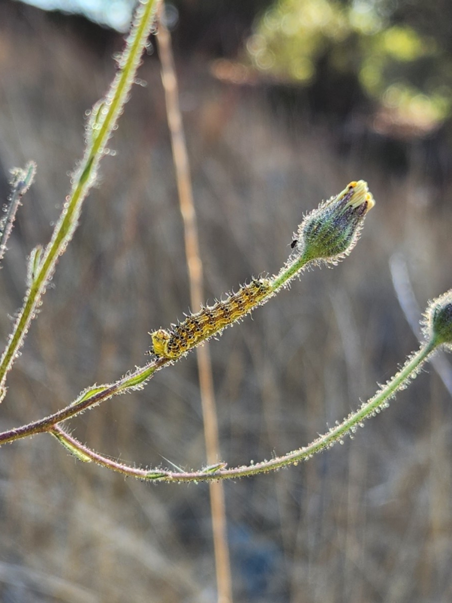 Madia elegans