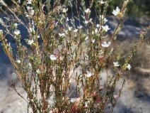 Gayophytum heterozygum