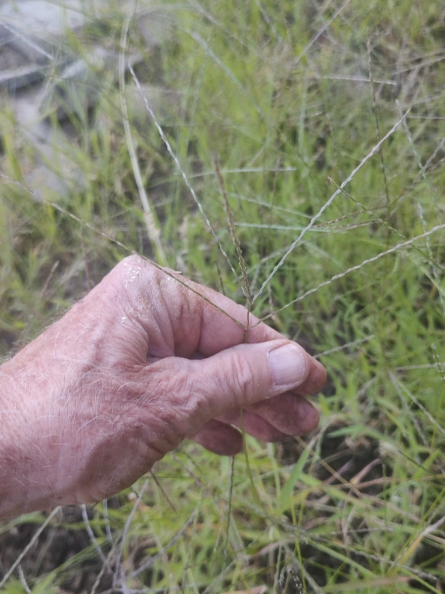 Digitaria sanguinalis