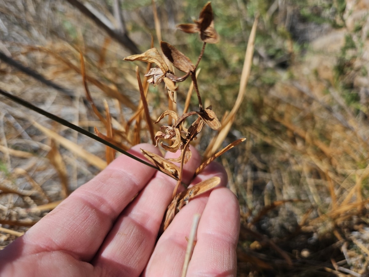 Epipactis gigantea