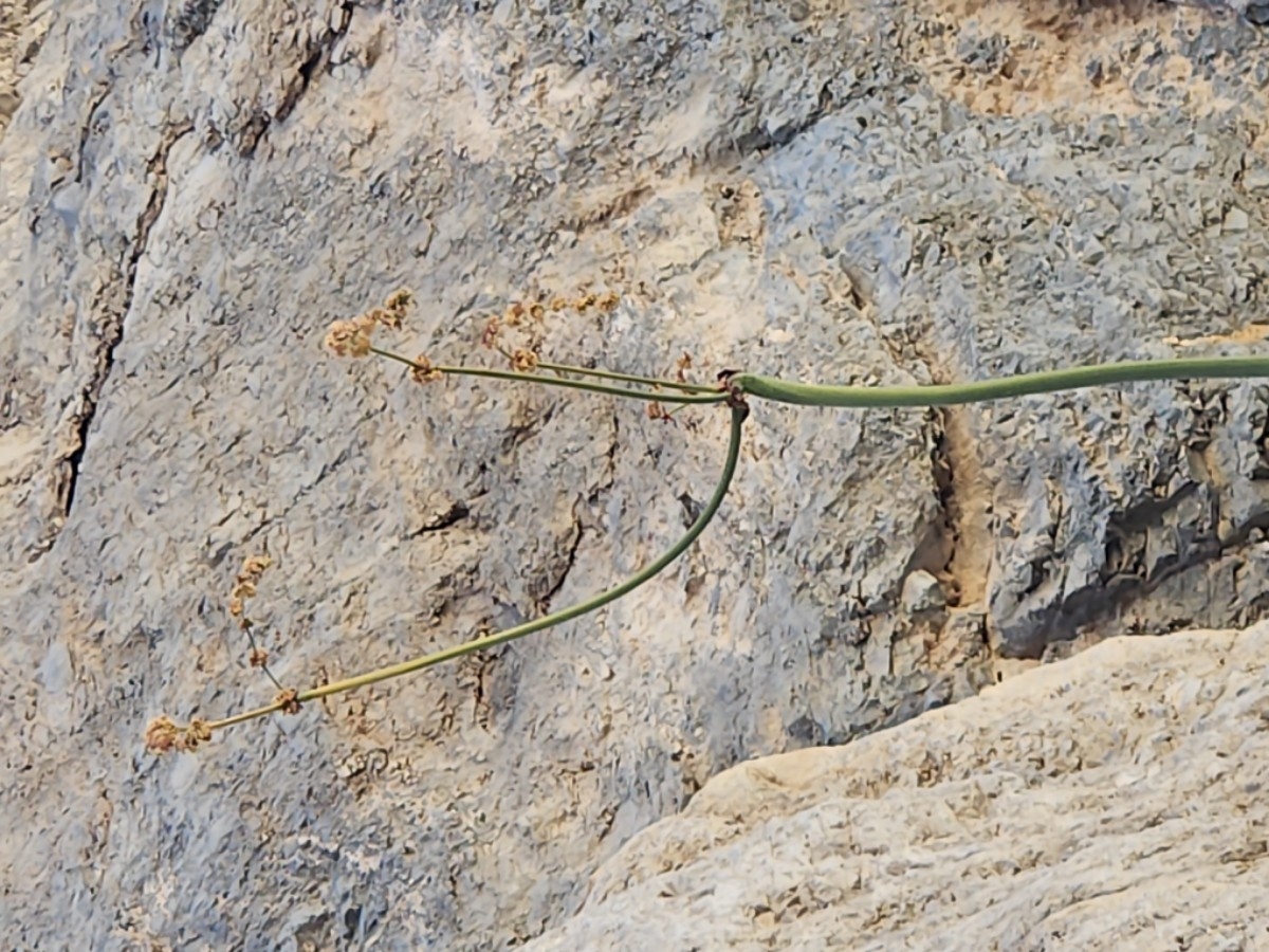 Eriogonum intrafractum