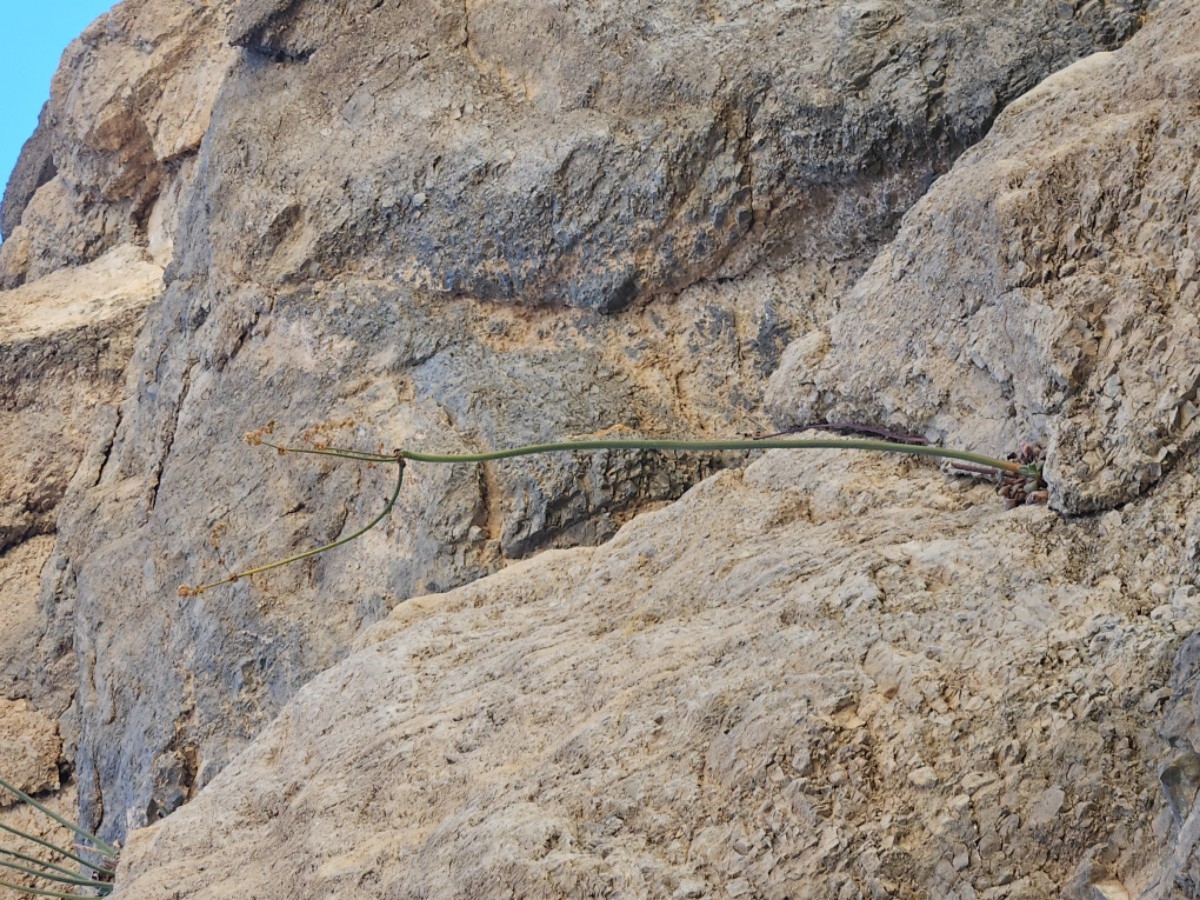 Eriogonum intrafractum