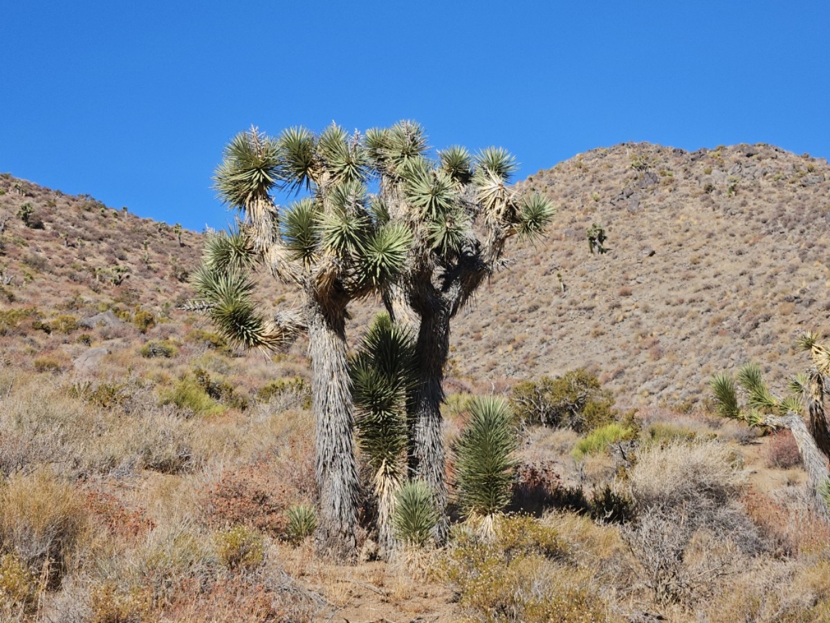 Yucca brevifolia