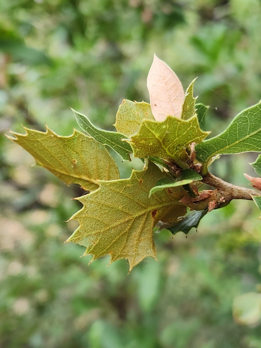 Quercus chrysolepis