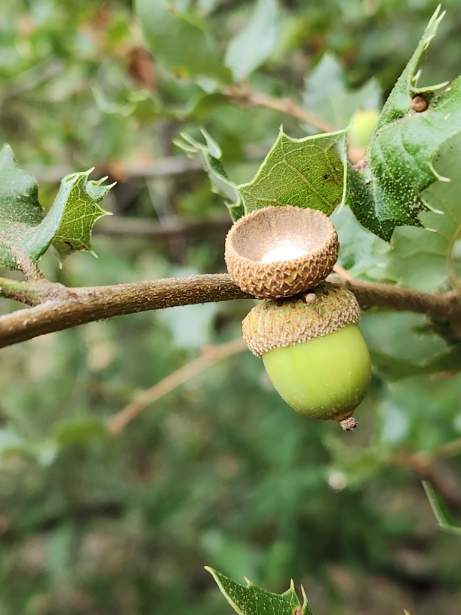 Quercus chrysolepis