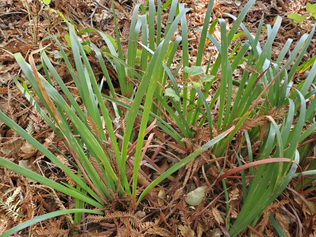 Iris fernaldii