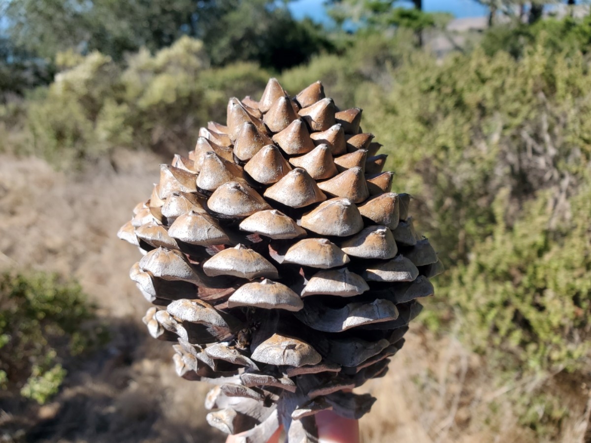 Pinus radiata