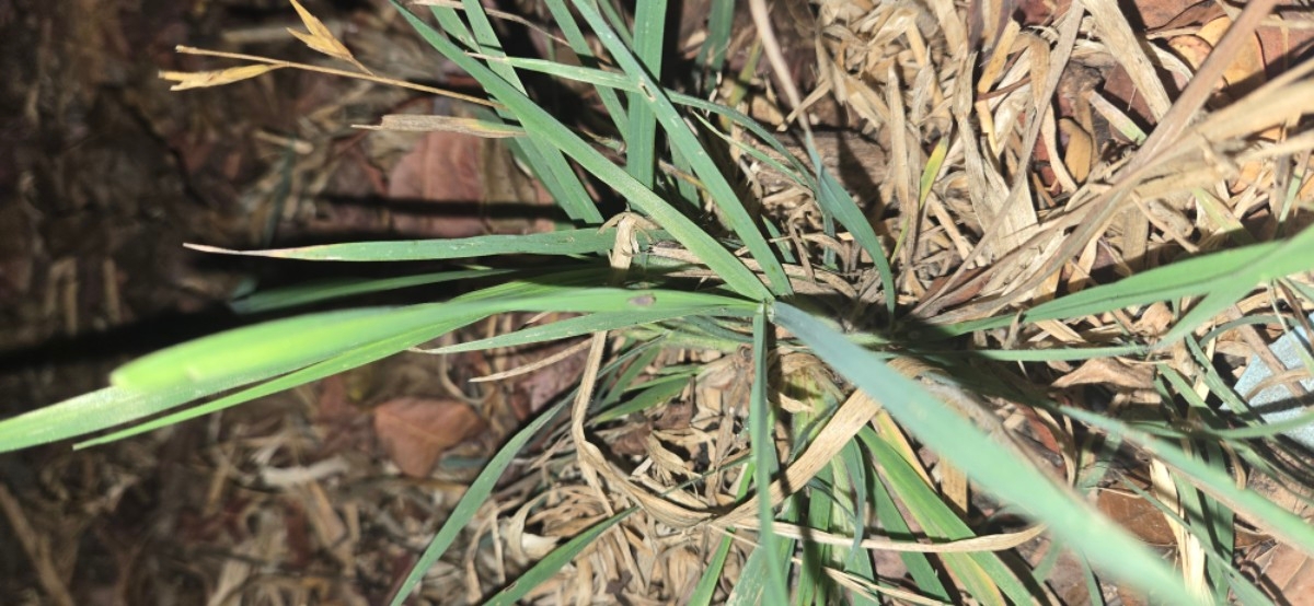 Bromus catharticus