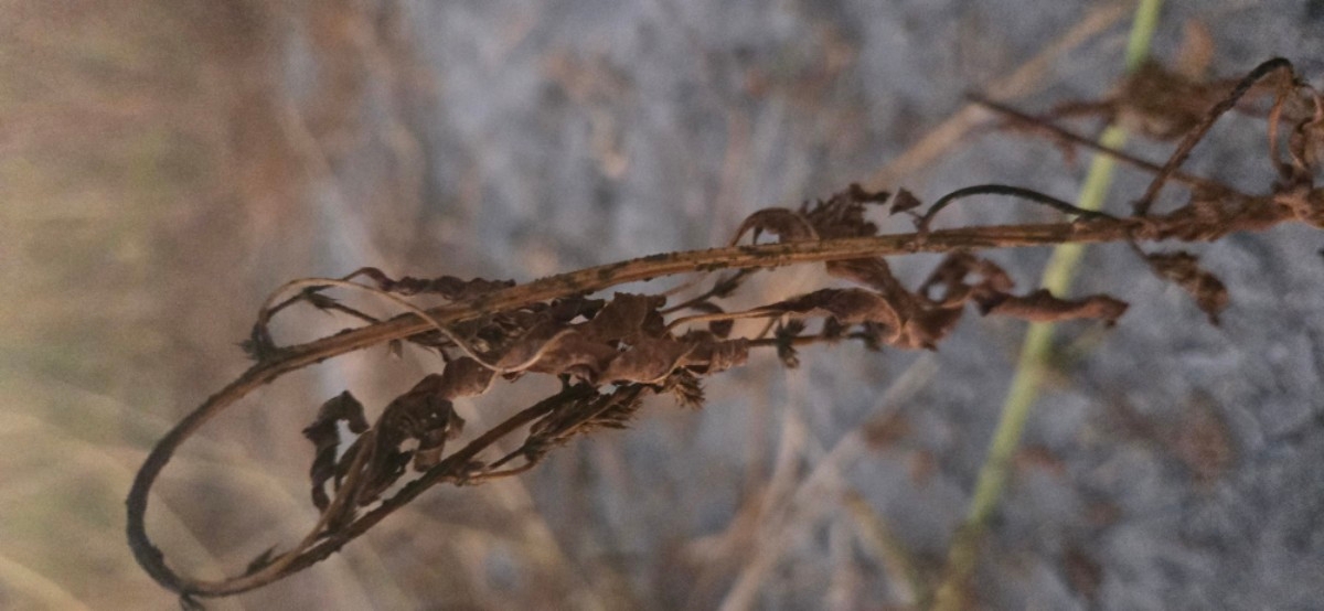 Amaranthus palmeri