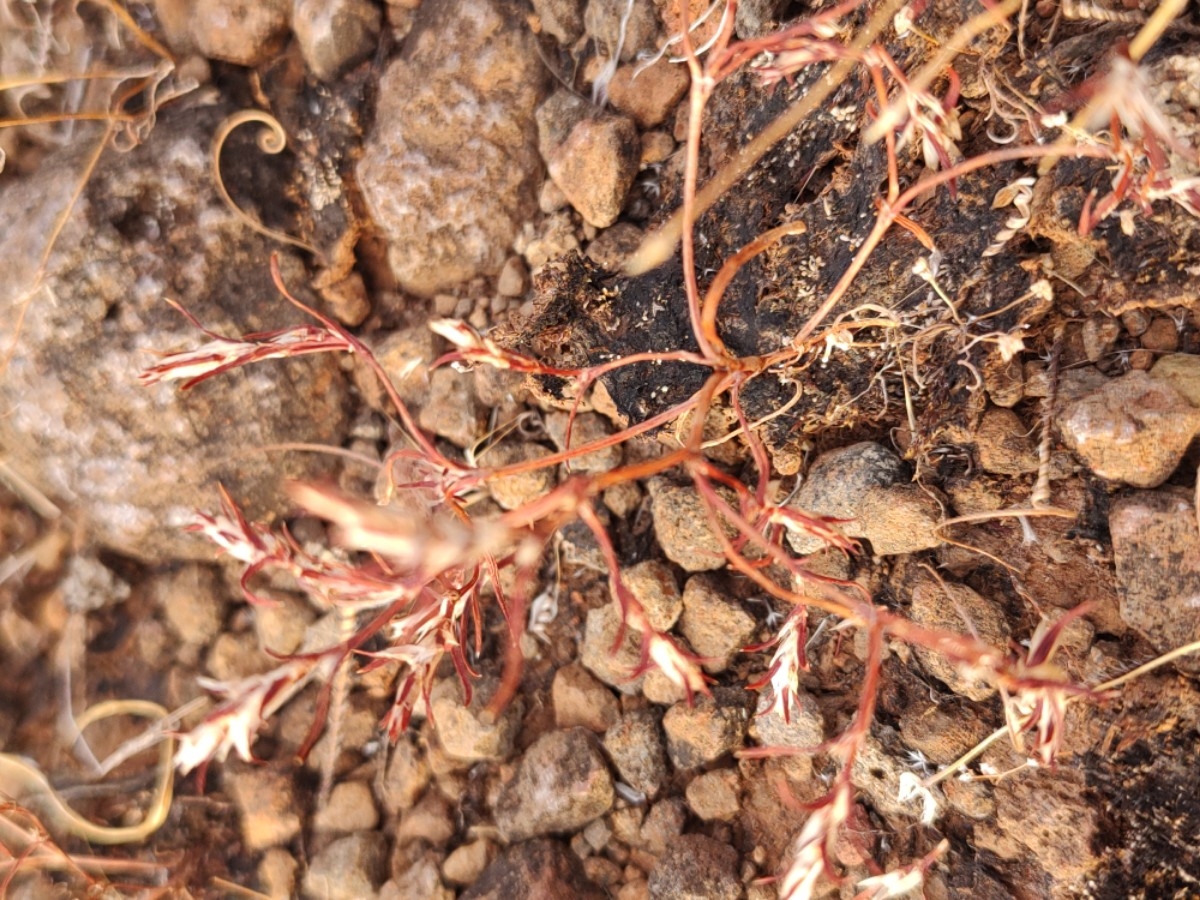 Polygonum bidwelliae