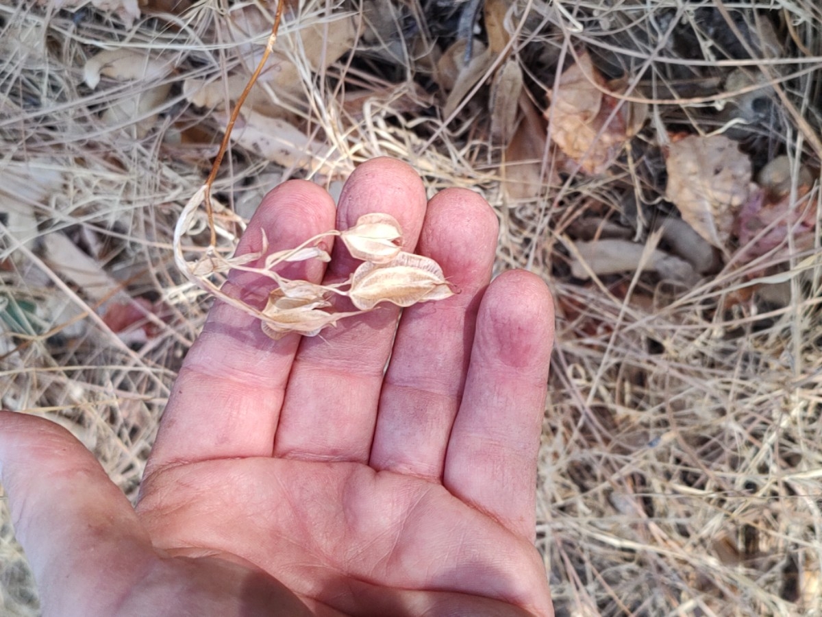 Calochortus albus