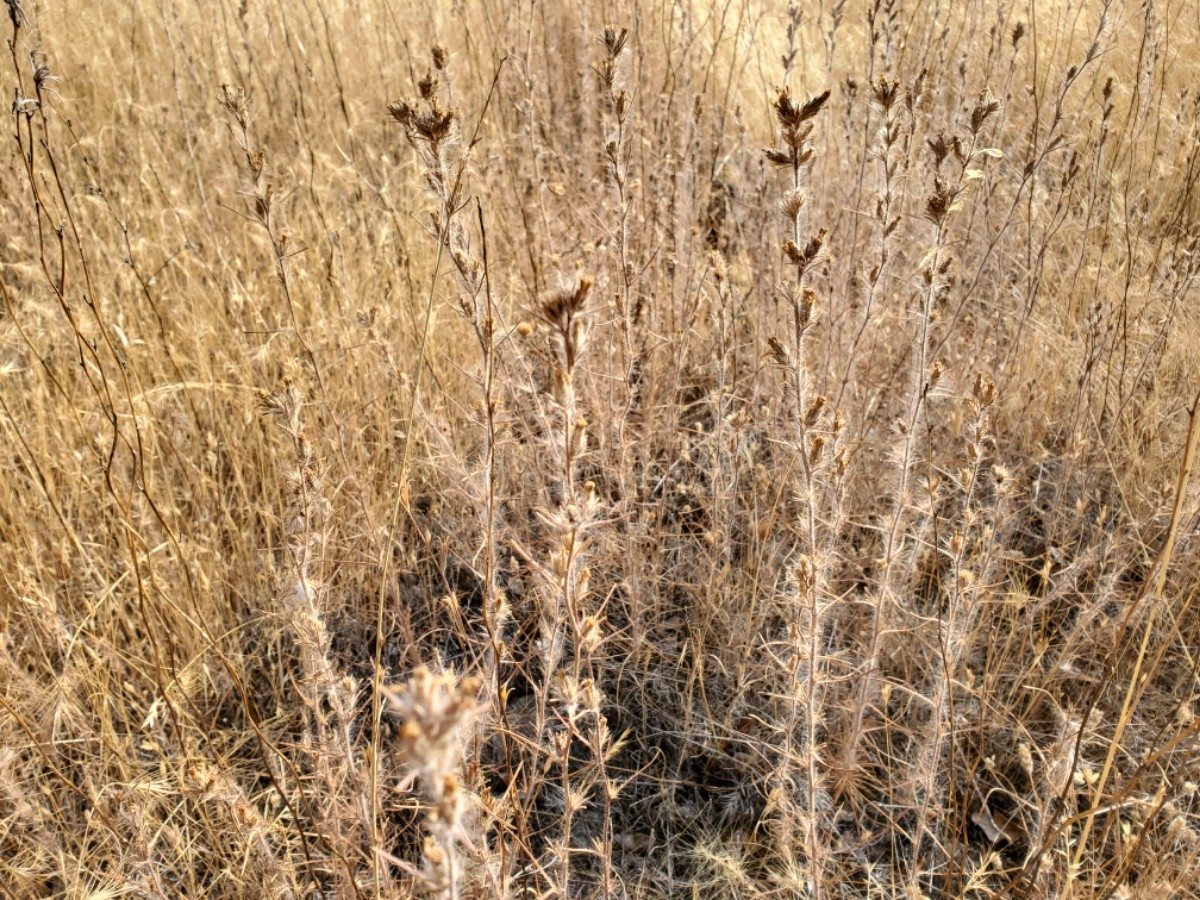 Calycadenia multiglandulosa