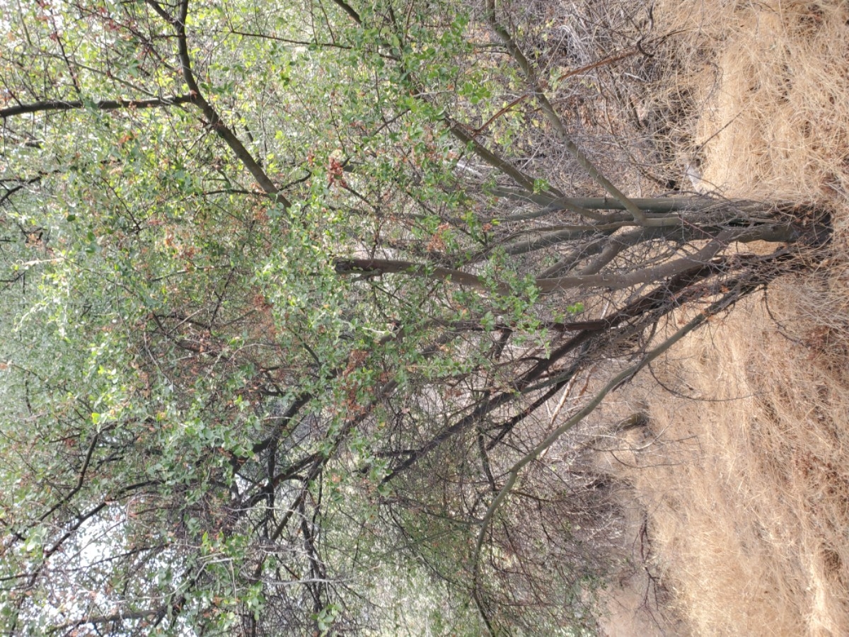 Ceanothus oliganthus var. sorediatus