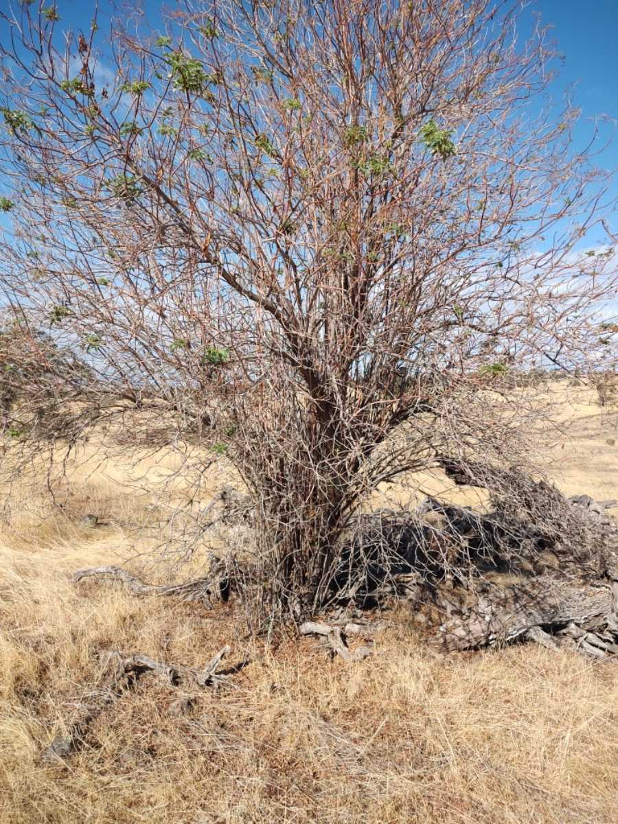 Sambucus mexicana