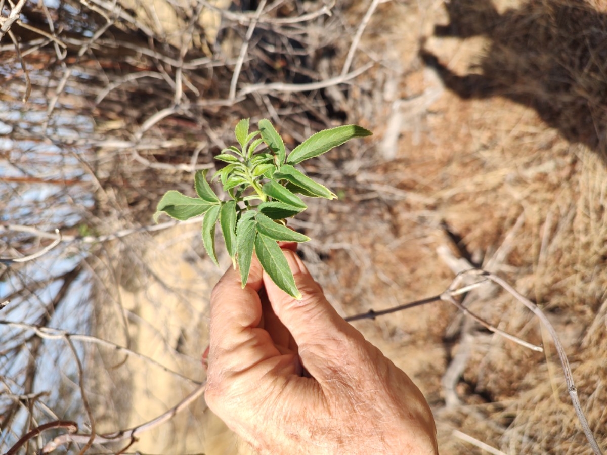 Sambucus mexicana