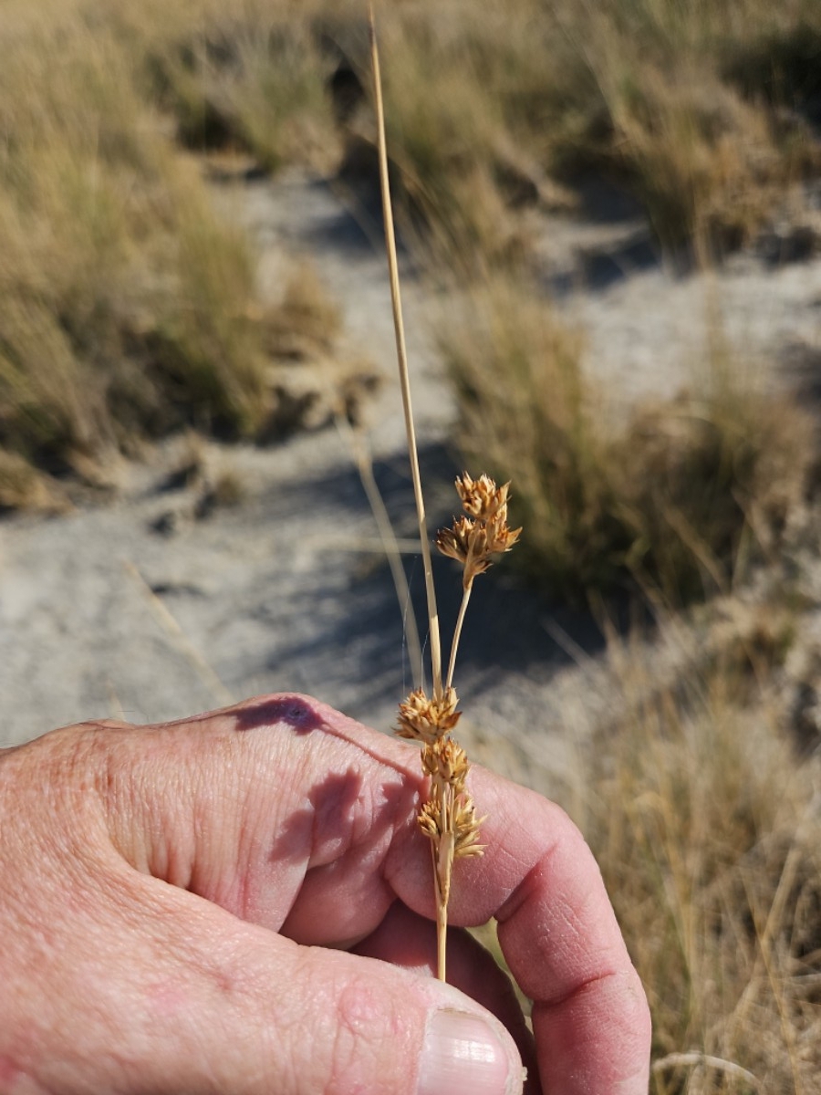 Juncus cooperi