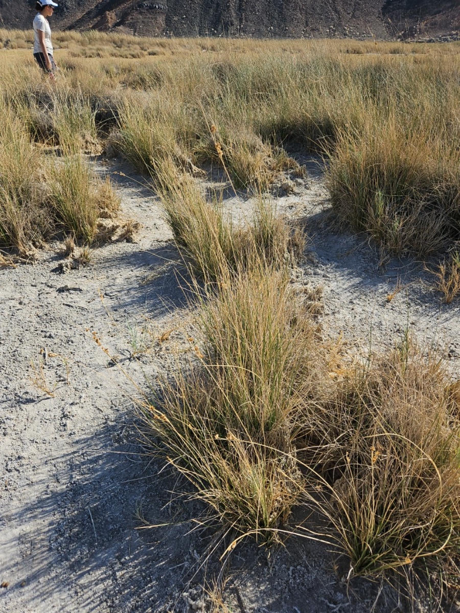 Juncus cooperi