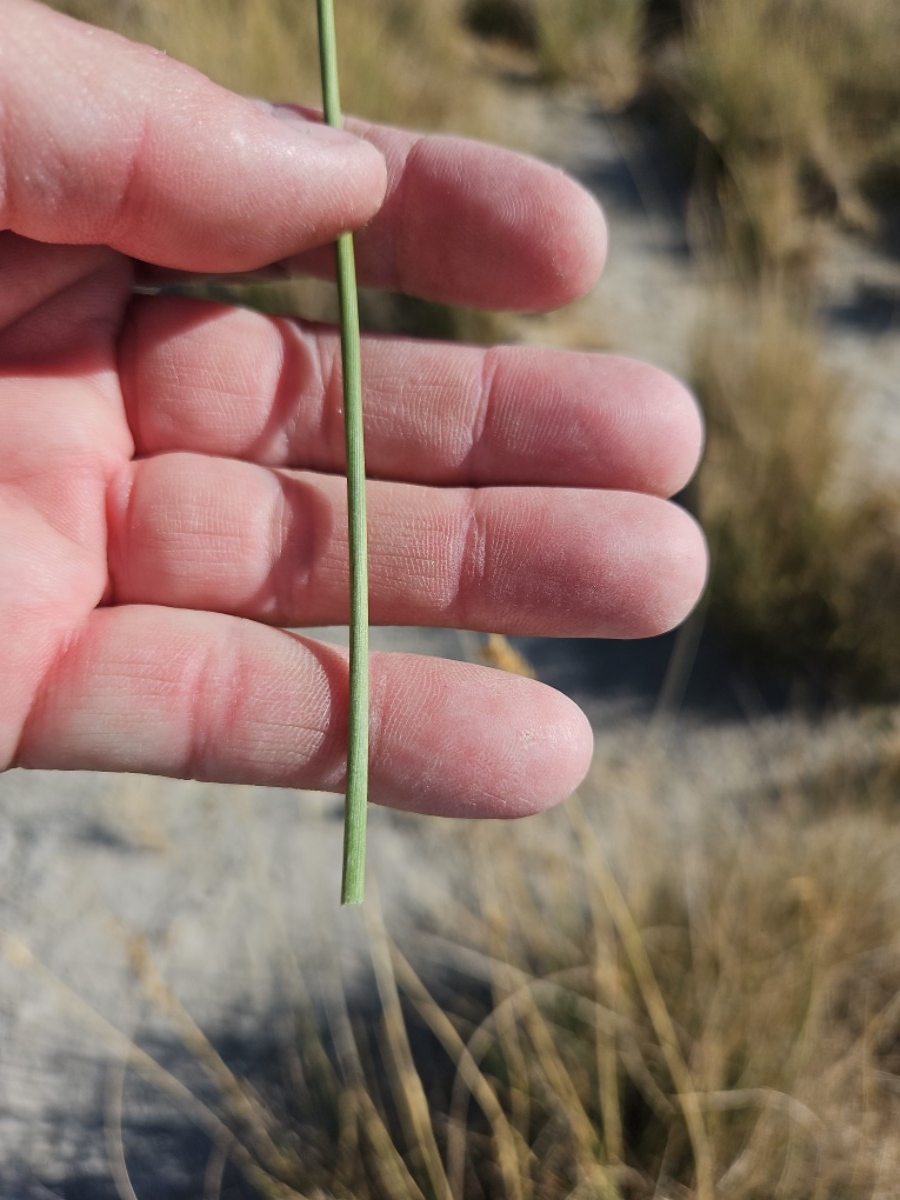 Juncus cooperi