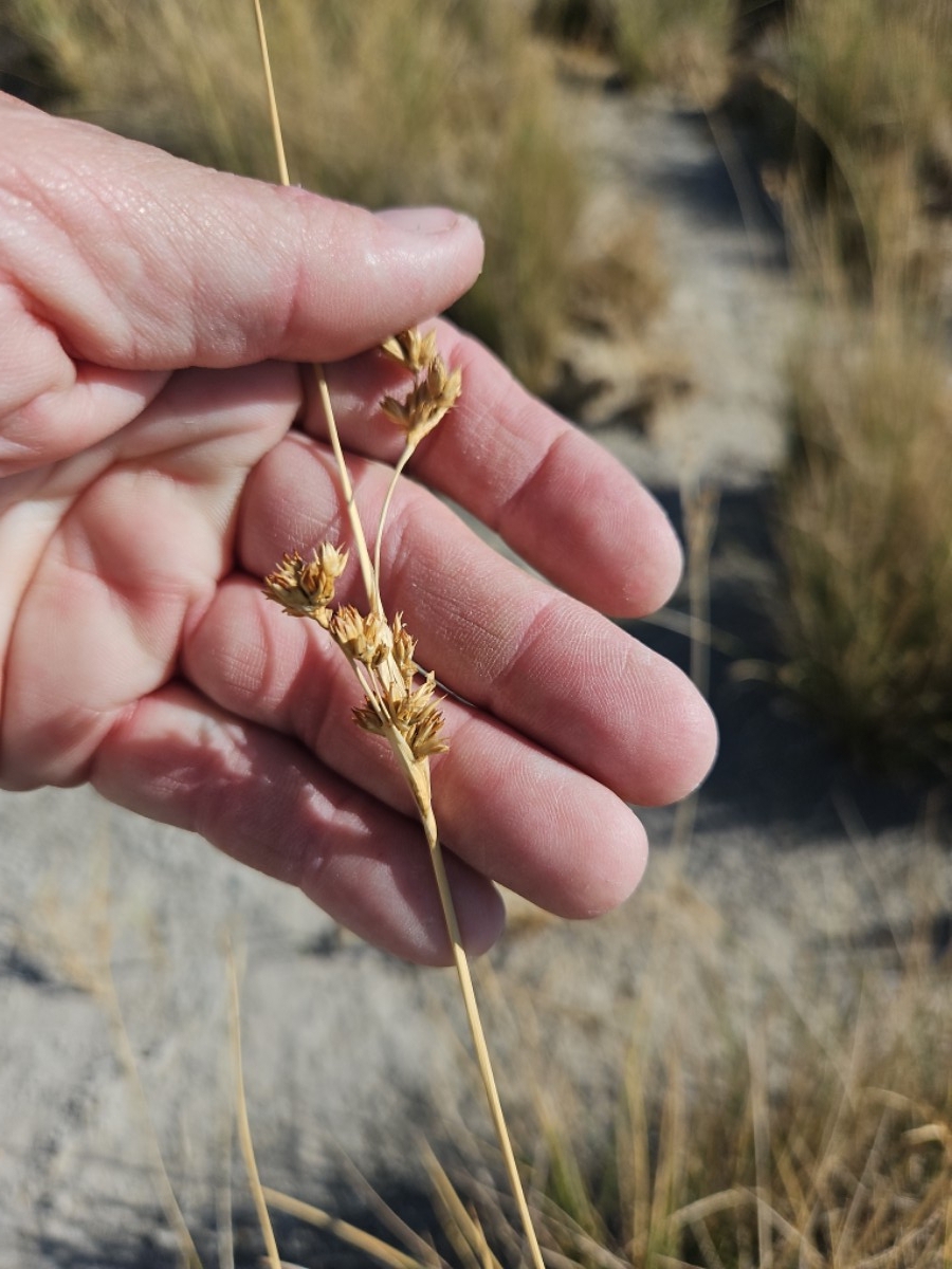 Juncus cooperi