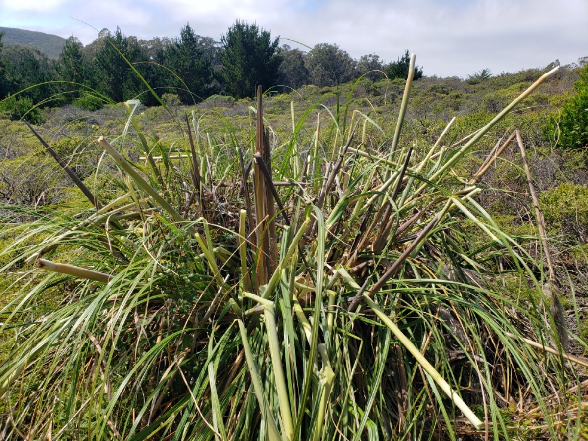 Cortaderia selloana