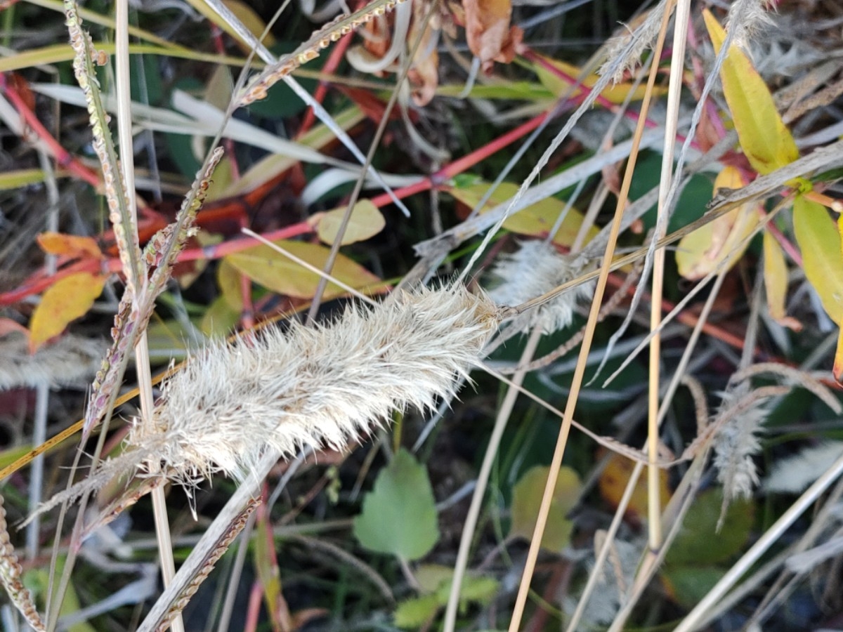 Polypogon maritimus