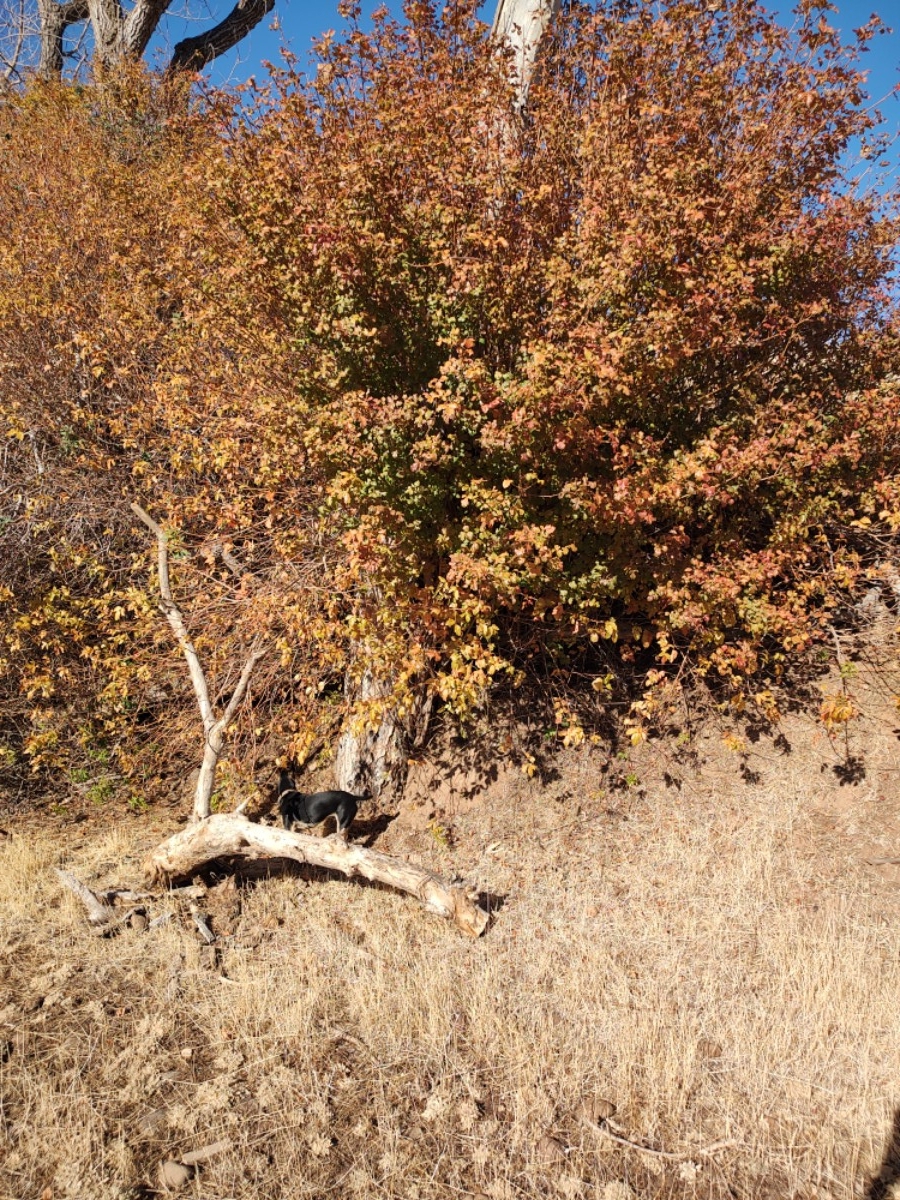 Toxicodendron diversilobum