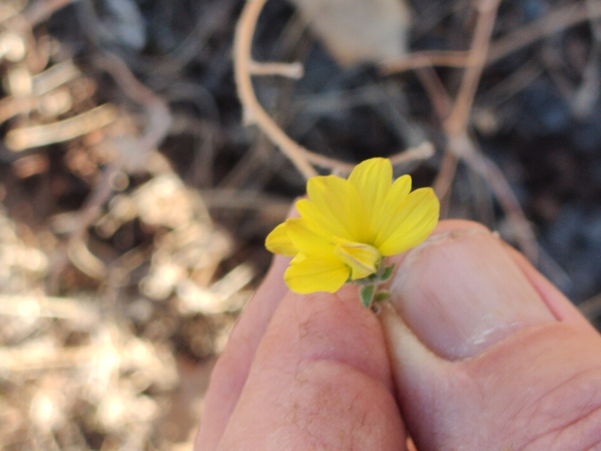 Calycadenia multiglandulosa