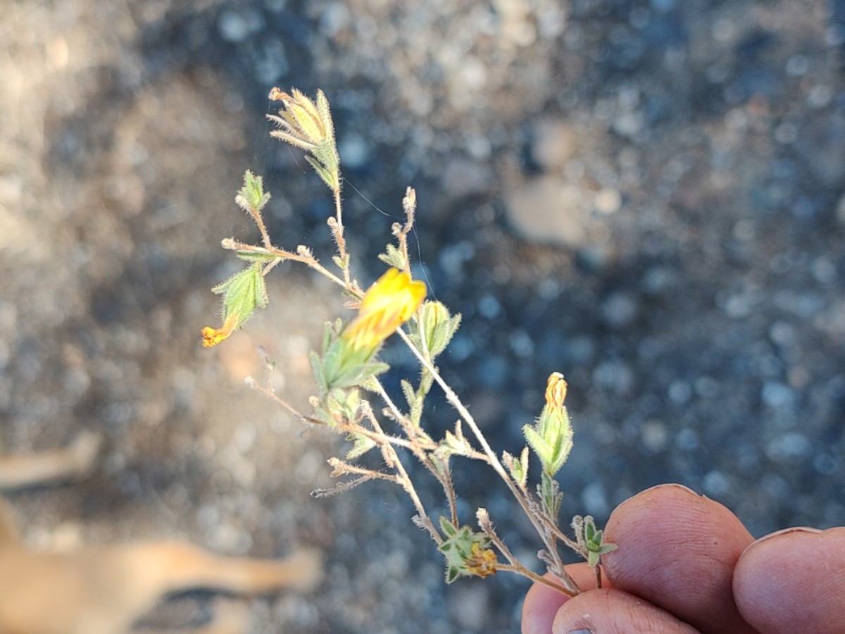 Calycadenia multiglandulosa