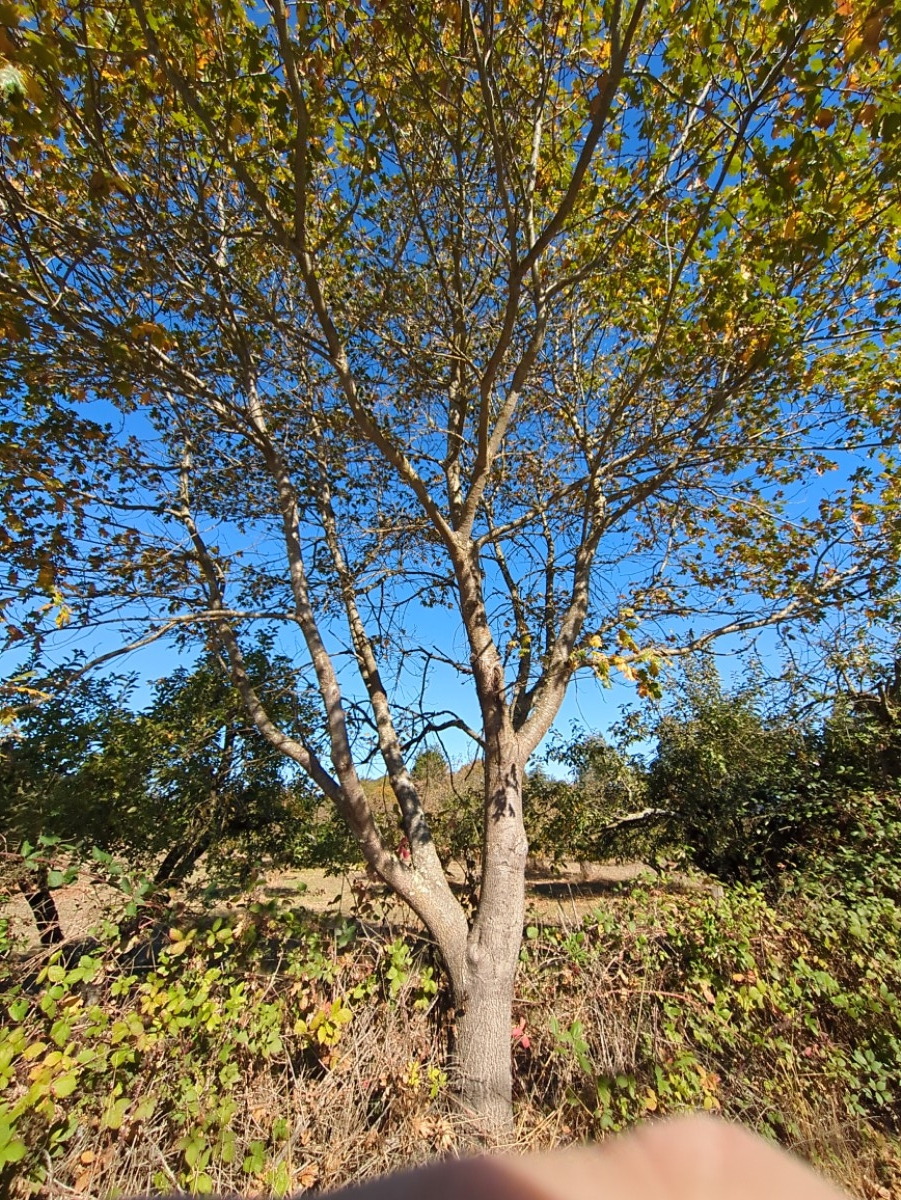 Quercus kelloggii