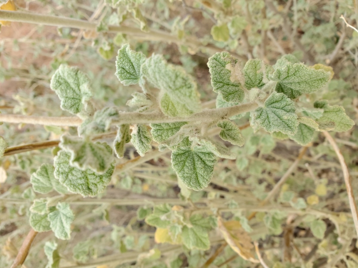 Malacothamnus fremontii var. fremontii