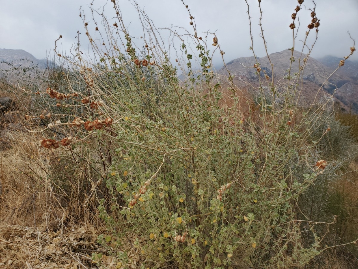 Malacothamnus fremontii var. fremontii