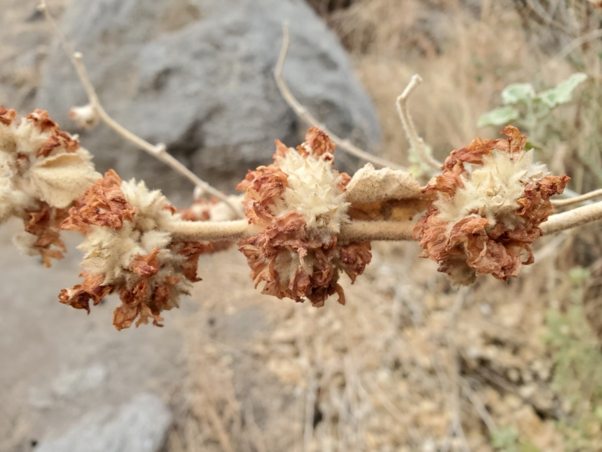 Malacothamnus fremontii var. fremontii