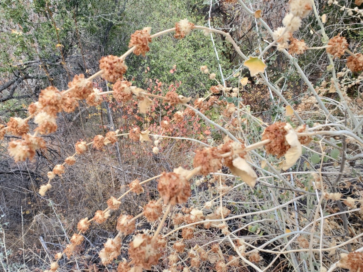 Malacothamnus fremontii var. fremontii