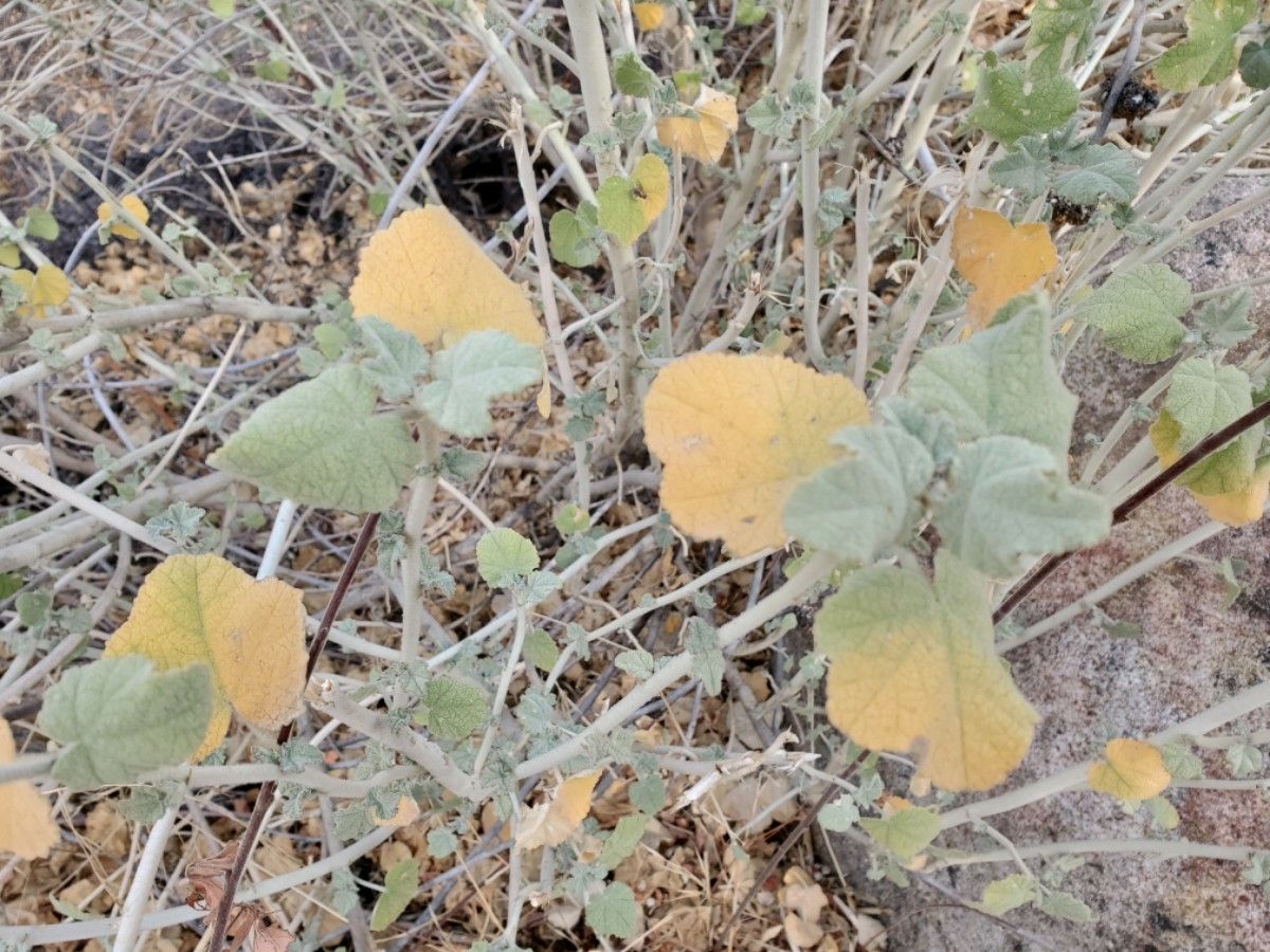 Malacothamnus fremontii var. fremontii