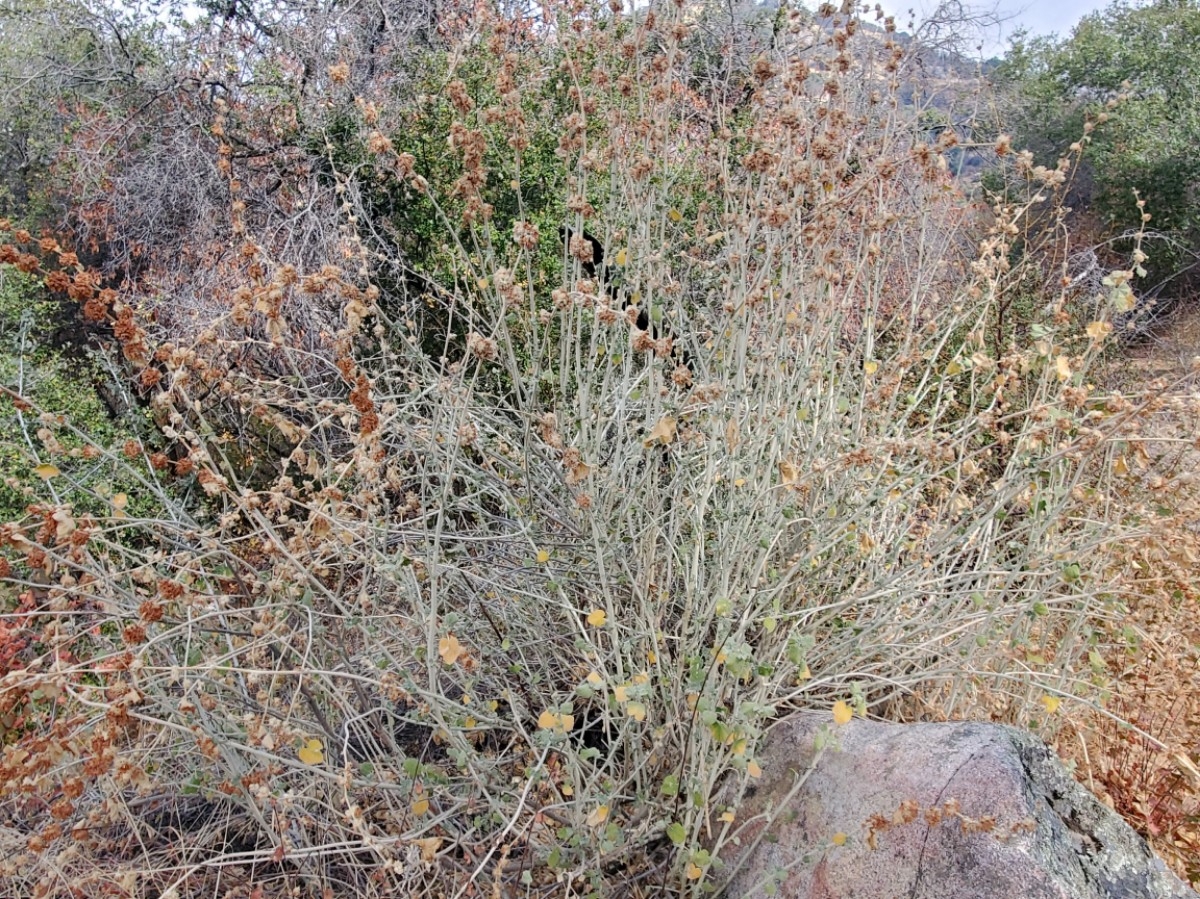 Malacothamnus fremontii var. fremontii