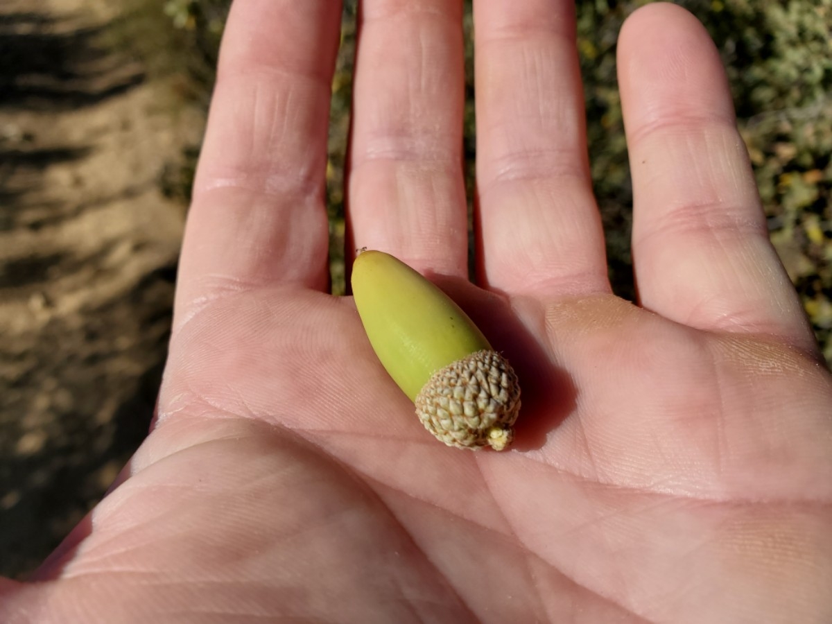 Quercus john-tuckeri