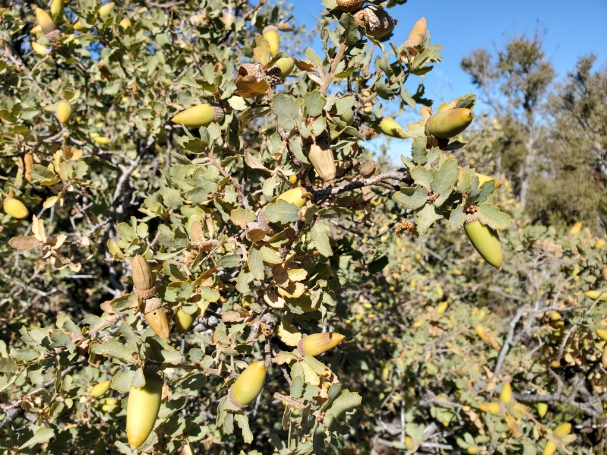 Quercus john-tuckeri