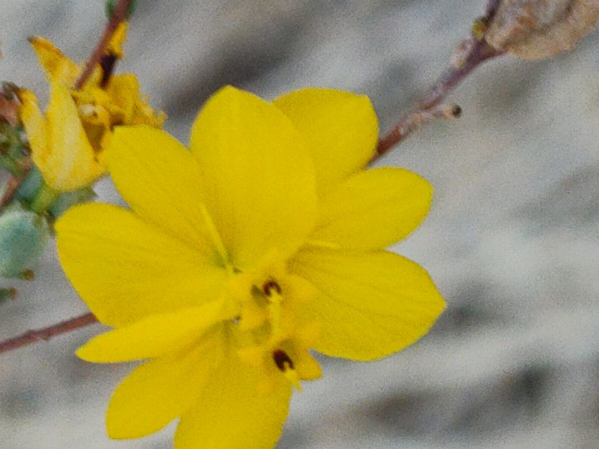 Calycadenia truncata