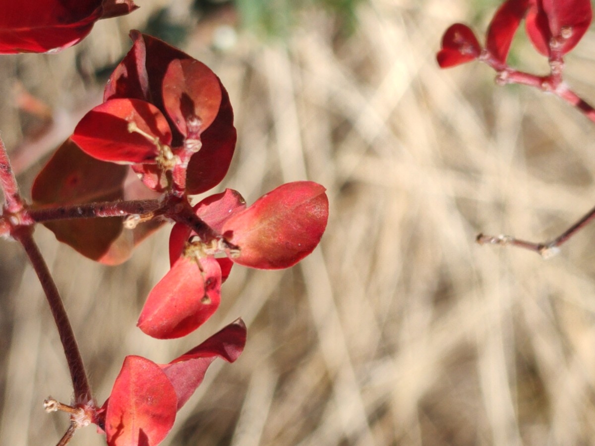 Euphorbia oblongata