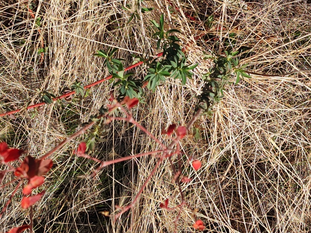 Euphorbia oblongata